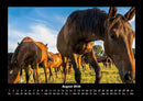 Die Welt der Pferde Fotokalender 2026 - 8