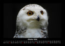 Welt der Vögel Fotokalender 2026 - 10