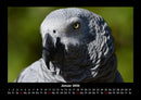 Welt der Vögel Fotokalender 2026 - 1