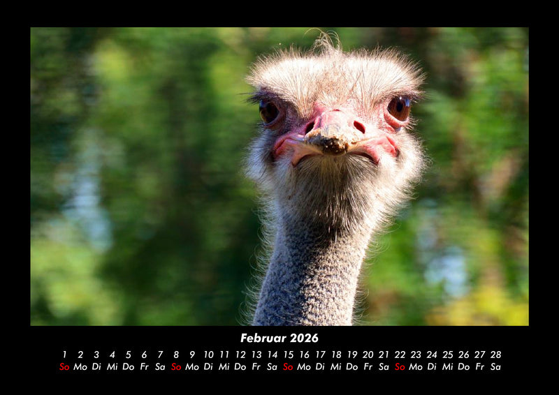 Welt der Vögel Fotokalender 2026 - 2