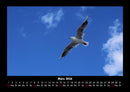 Welt der Vögel Fotokalender 2026 - 3