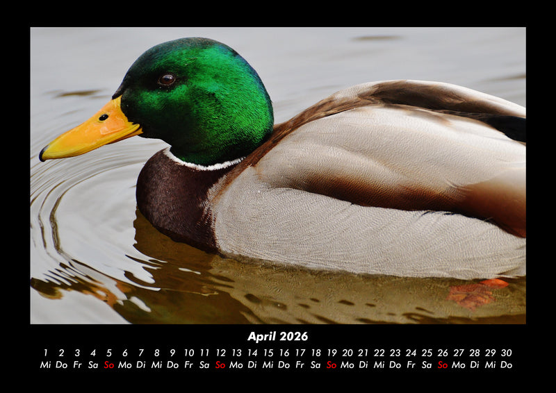 Welt der Vögel Fotokalender 2026 - 4