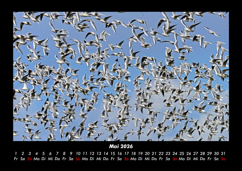 Welt der Vögel Fotokalender 2026 - 5