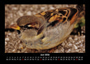 Welt der Vögel Fotokalender 2026 - 6