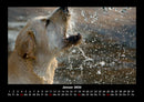 Der Hundekalender Fotokalender 2026 - 1