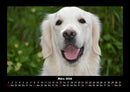 Der Hundekalender Fotokalender 2026 - 3