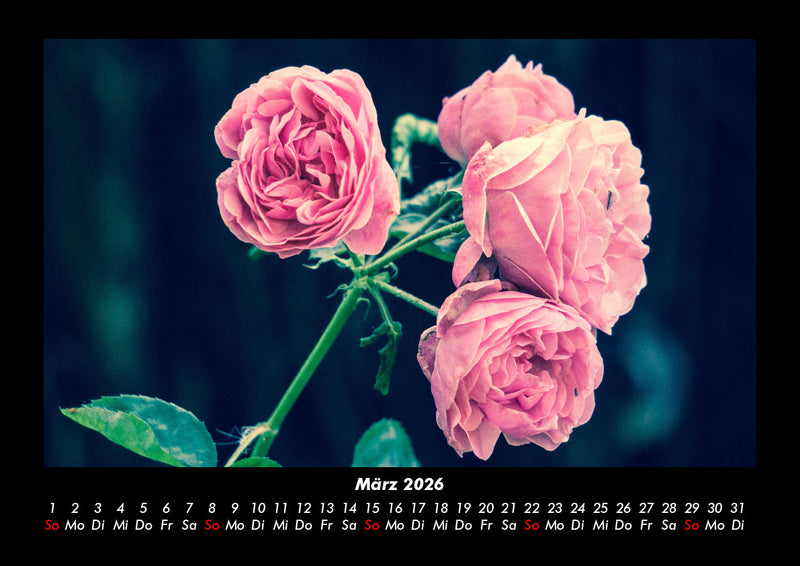 Rosen-Kalender Fotokalender 2026 - 3