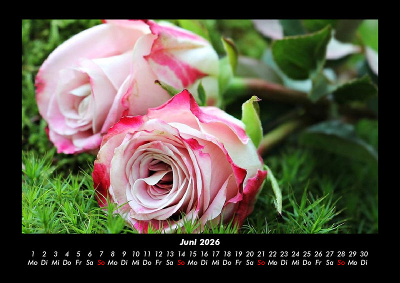 Rosen-Kalender Fotokalender 2026 - 6