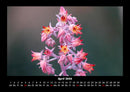Blumenkalender Fotokalender 2026 - 4