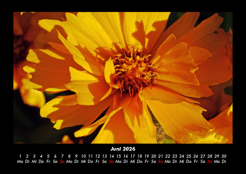 Blumenkalender Fotokalender 2026 - 6