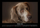 Hundezauber Fotokalender 2026 - 10