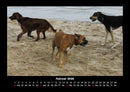 Hundezauber Fotokalender 2026 - 2