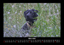 Hundezauber Fotokalender 2026 - 3