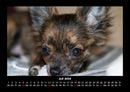 Hundezauber Fotokalender 2026 - 7