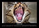 Für Katzenfreunde Fotokalender 2026 - 10