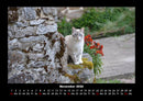 Für Katzenfreunde Fotokalender 2026 - 11