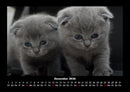 Für Katzenfreunde Fotokalender 2026 - 12