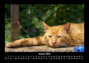 Für Katzenfreunde Fotokalender 2026 - 1