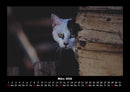 Für Katzenfreunde Fotokalender 2026 - 3