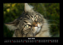 Für Katzenfreunde Fotokalender 2026 - 4