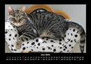 Für Katzenfreunde Fotokalender 2026 - 6