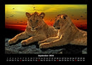 Löwen in der Wildnis Fotokalender 2026 - 9