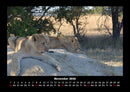 Löwen in der Wildnis Fotokalender 2026 - 11