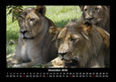 Löwen in der Wildnis Fotokalender 2026 - 12