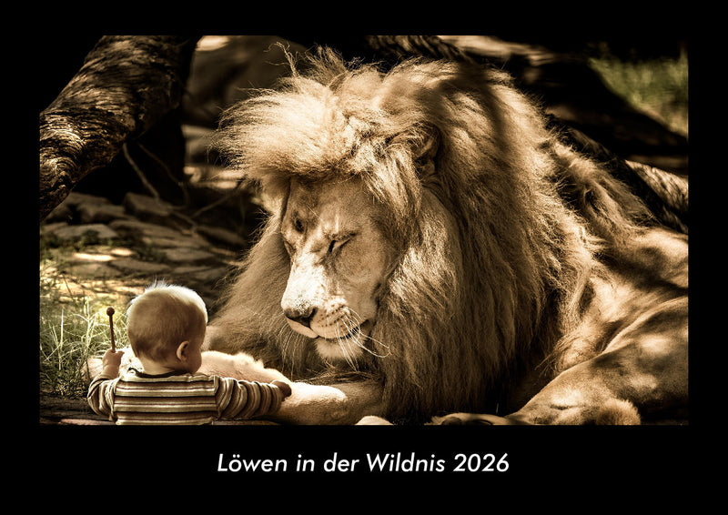 Löwen in der Wildnis Fotokalender 2026 - Hauptbild