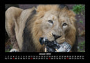 Löwen in der Wildnis Fotokalender 2026 - 1