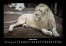 Löwen in der Wildnis Fotokalender 2026 - 3