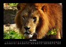 Löwen in der Wildnis Fotokalender 2026 - 6