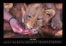 Löwen in der Wildnis Fotokalender 2026 - 7