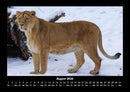 Löwen in der Wildnis Fotokalender 2026 - 8