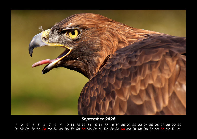 Adler Fotokalender 2026 - 9
