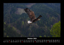 Adler Fotokalender 2026 - 10