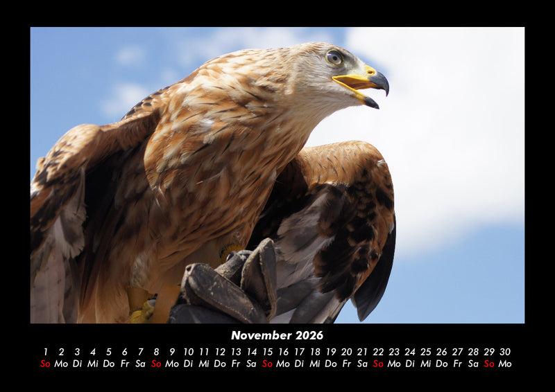 Adler Fotokalender 2026 - 11