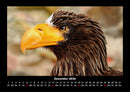Adler Fotokalender 2026 - 12