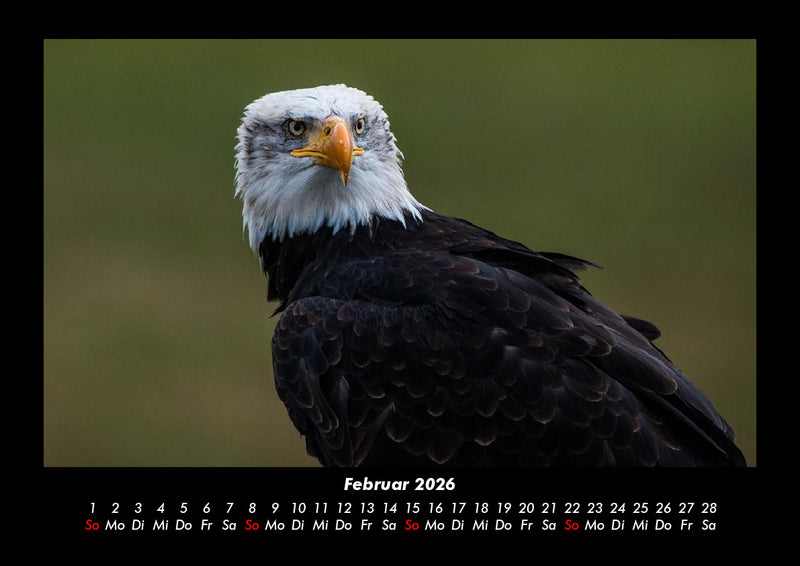 Adler Fotokalender 2026 - 2