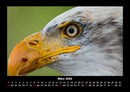 Adler Fotokalender 2026 - 3