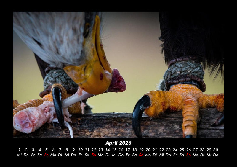 Adler Fotokalender 2026 - 4