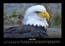 Adler Fotokalender 2026 - 5