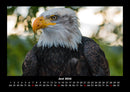 Adler Fotokalender 2026 - 6