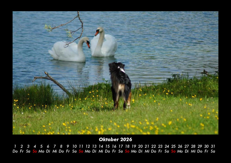 Hunde Fotokalender 2026 - 10