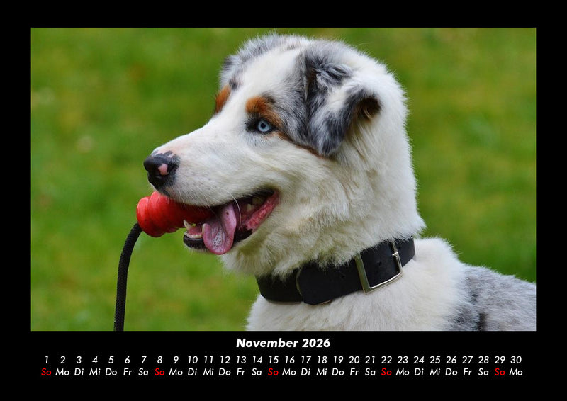 Hunde Fotokalender 2026 - 11