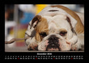 Hunde Fotokalender 2026 - 12