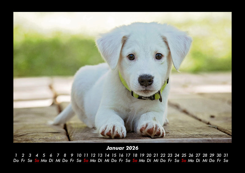 Hunde Fotokalender 2026 - 1