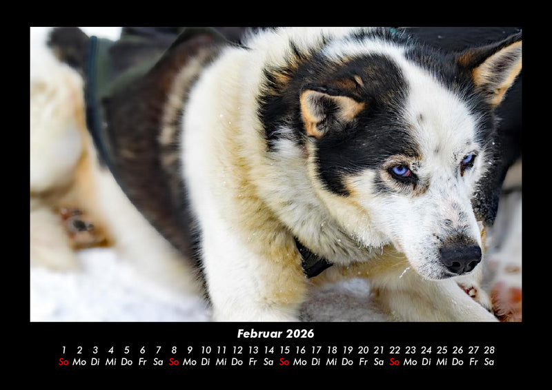 Hunde Fotokalender 2026 - 2