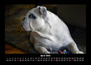 Hunde Fotokalender 2026 - 4