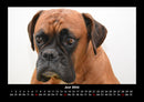 Hunde Fotokalender 2026 - 6
